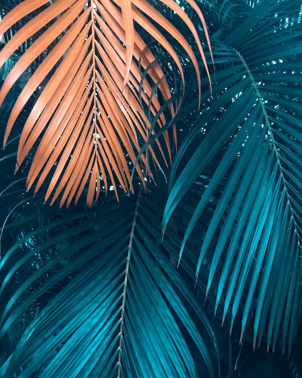 Samana Ecolodge El Limon エクステリア 写真