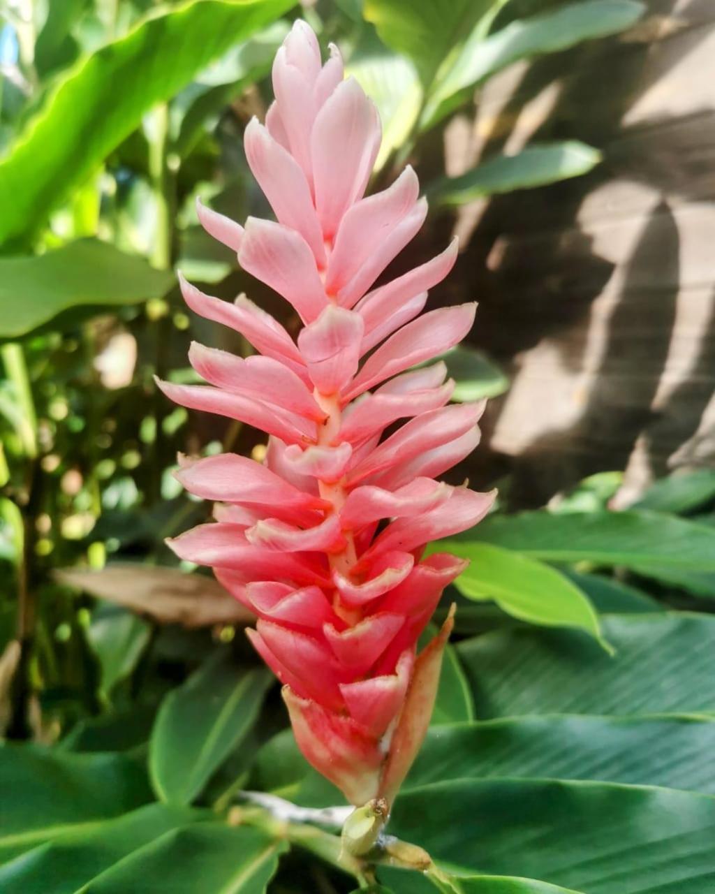 Samana Ecolodge El Limon エクステリア 写真