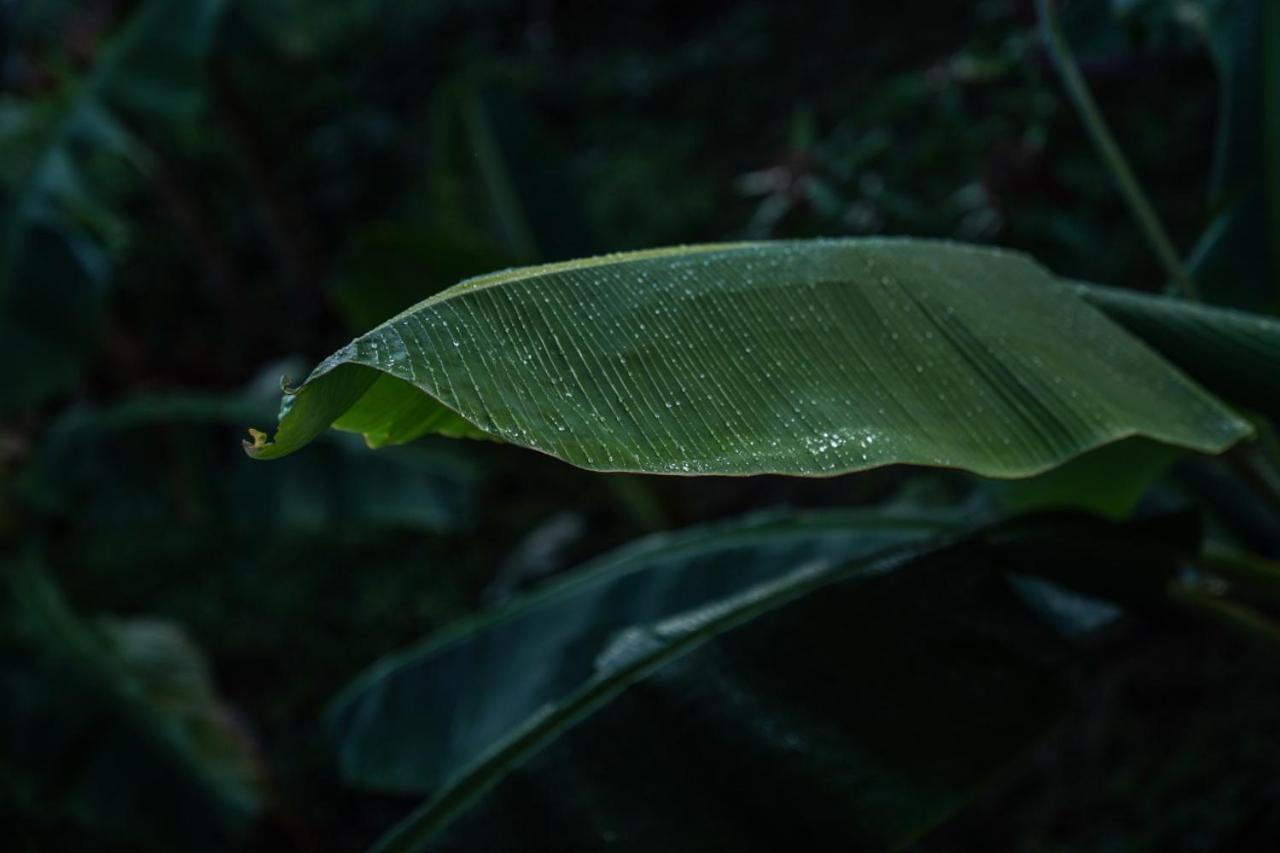 Samana Ecolodge El Limon エクステリア 写真