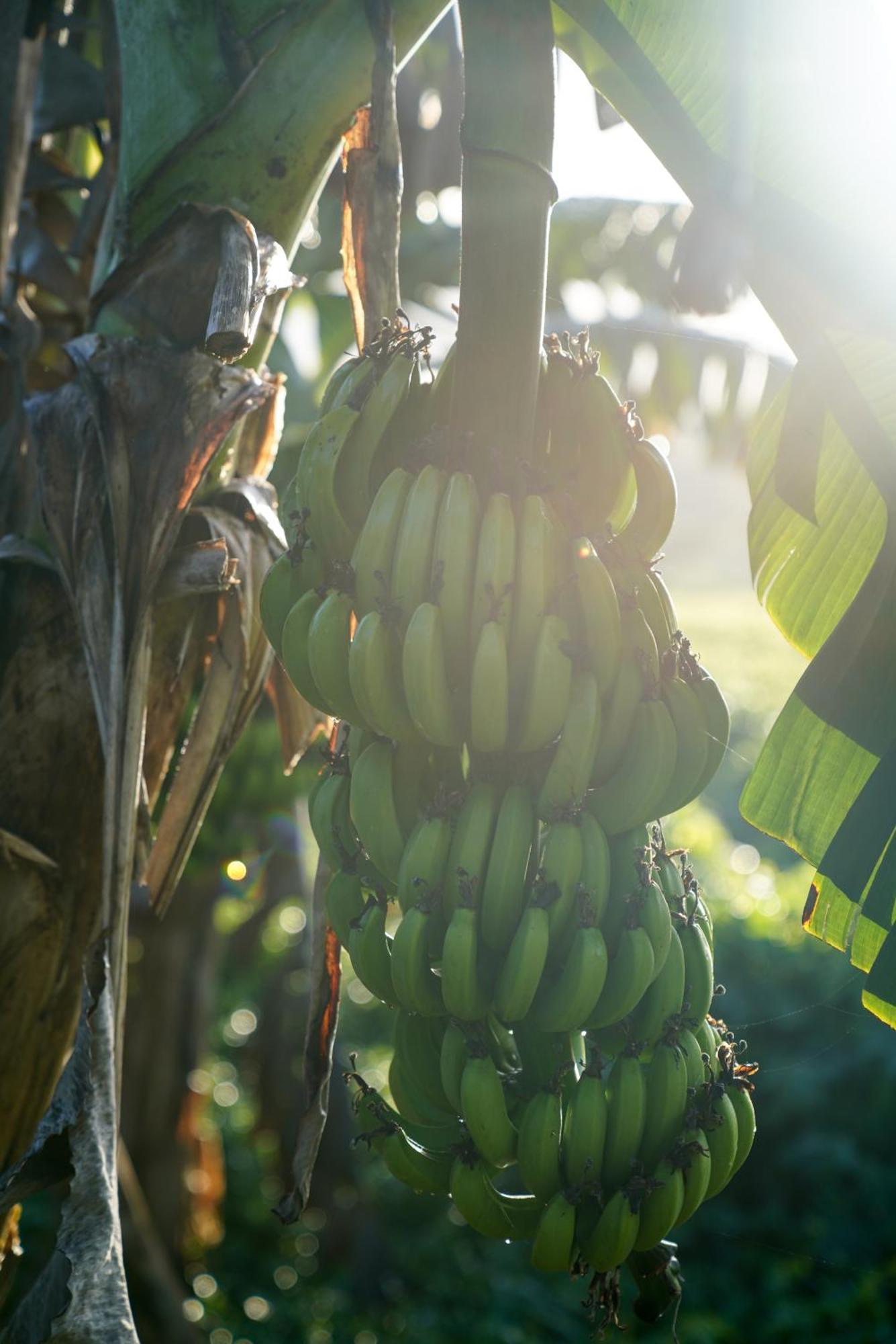 Samana Ecolodge El Limon エクステリア 写真