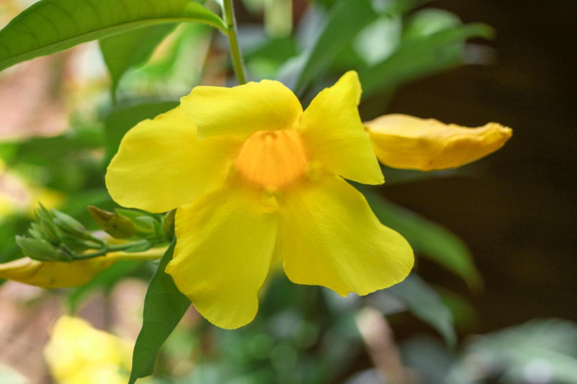 Samana Ecolodge El Limon エクステリア 写真